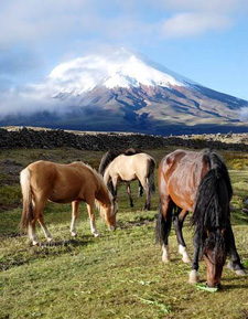 Ecuador-Highlands Riding Tours-Volcano Cotopaxi Adventure